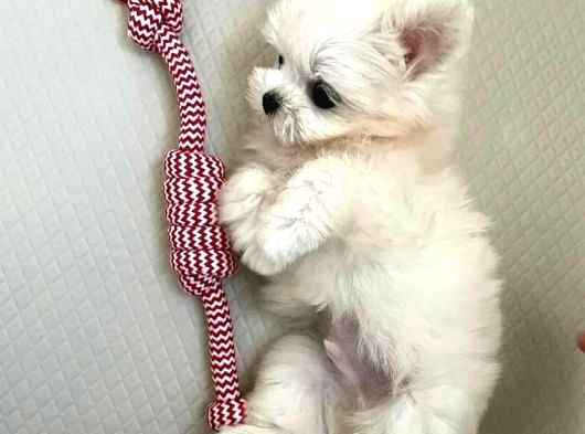 Mini Boy Maltese Yavrularımız görsel