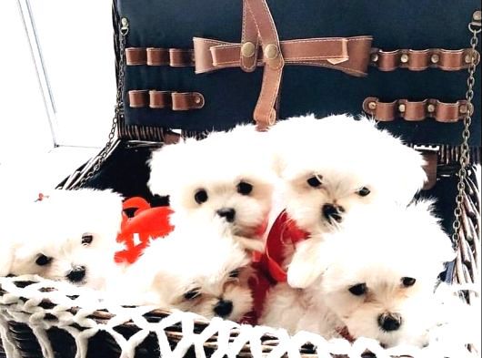 Mini Boy Maltese Yavrularımız görsel