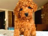 TOY POODLE SEVİMLİ YAVRULAR EV ÜRETİMİ