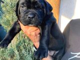 Safkan A Kalite Cane Corso Yavrular Teslime Hazır