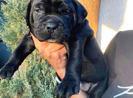Safkan A Kalite Cane Corso Yavrular Teslime Hazır görsel