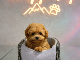 MALL OF İSTANBUL VONALPTEN SAFKAN TOY POODLE