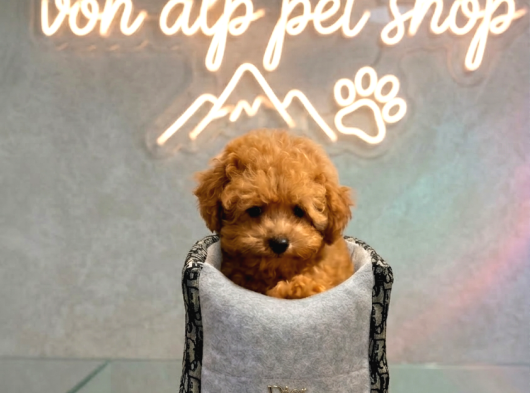Mall Of İstanbul Vonalpten Safkan Toy Poodle görsel