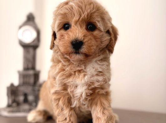 Malti̇poo Ci̇nsi̇ Yavrular Ev Üreti̇mi̇ görsel