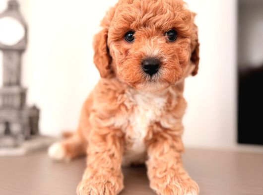 Malti̇poo Ci̇nsi̇ Yavrular Ev Üreti̇mi̇