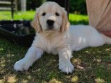 Aşılı-Safkan Golden Retreiver Bebeklerimiz Teslime Hazır