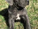 Şampiyon Soydan Gelen Cane Corso Bebekleri Teslime Hazır