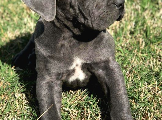 Şampiyon Soydan Gelen Cane Corso Bebekleri Teslime Hazır görsel