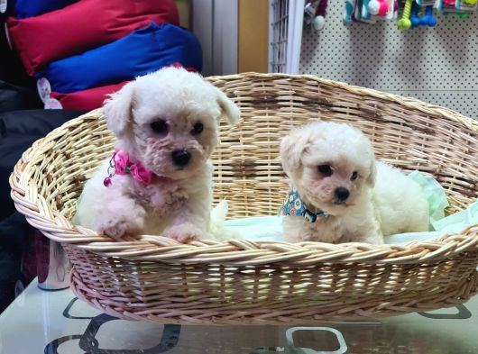 Bichon Fri̇se Yavrularimiz görsel