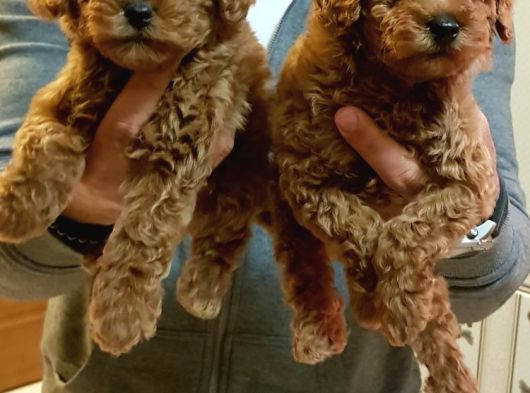 Muhteşem Güzellikte Toy Poodle Yavrularımız görsel
