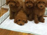 Muhteşem Güzellikte Toy Poodle Yavrularımız