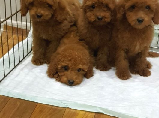 Muhteşem Güzellikte Toy Poodle Yavrularımız görsel