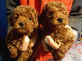 Muhteşem güzellikte toy poodle yavrularımız