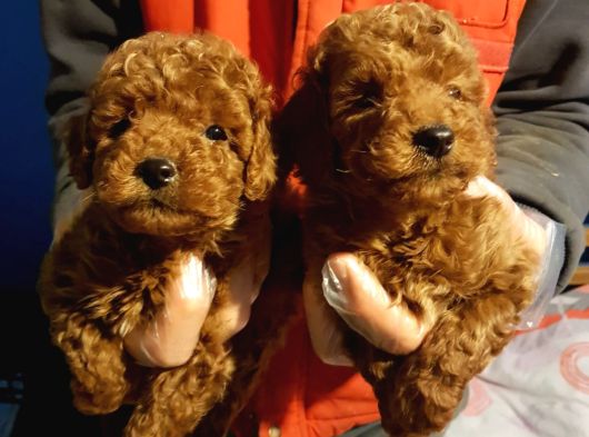 Muhteşem Güzellikte Toy Poodle Yavrularımız