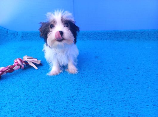 Hayatınız Nese Kaynagi Morkie Yavrumuz görsel