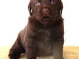 KIF secereli Çikolata Labrador Retriever Yavrular