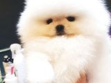 Teddy Bear Pomerani̇an Yavrulari
