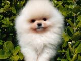 Teddy Bear Pomerani̇an Yavrulari
