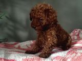 Toy Poodle Yavrularımız