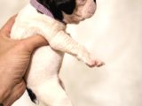 Mükemmel French Buldog Bebekler