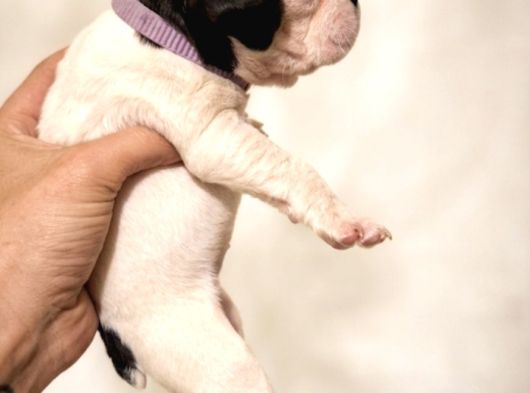 Mükemmel French Buldog Bebekler görsel