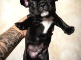 Mükemmel French Buldog Bebekler