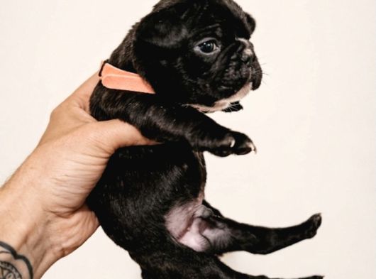Mükemmel French Buldog Bebekler görsel