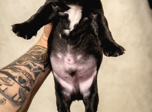 Mükemmel French Buldog Bebekler görsel