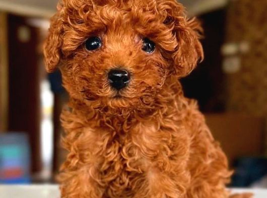 Çok Özel Toy Poodle Yavrularimiz görsel