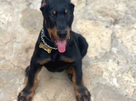 Şampiyon Soydan Doberman Yavrular görsel