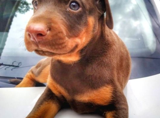 Şampiyon Soydan Doberman Yavrular görsel