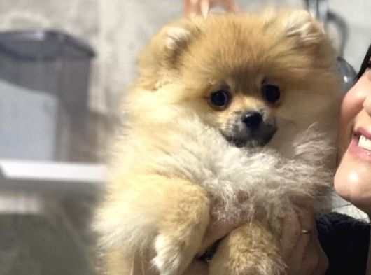 Yavru Pomeranian Erkek görsel