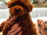 Oyuncak Ayıcık Görünümlü Red Poodle Yavrularımız