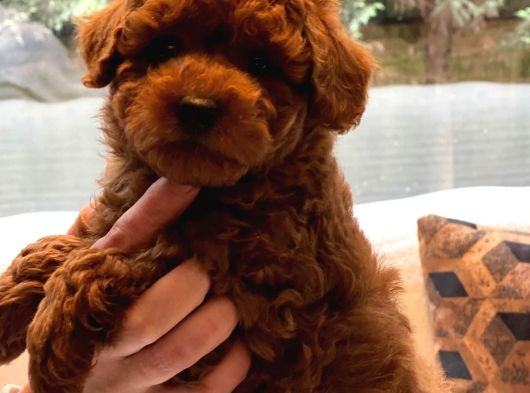 Oyuncak Ayıcık Görünümlü Red Poodle Yavrularımız görsel
