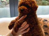 Oyuncak Ayıcık Görünümlü Red Poodle Yavrularımız
