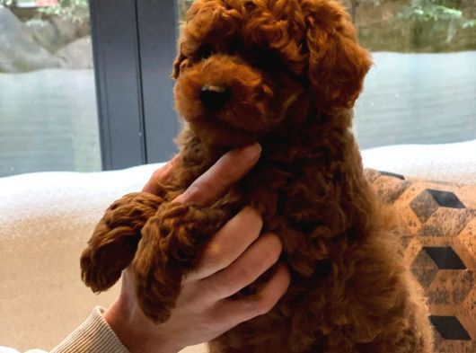 Oyuncak Ayıcık Görünümlü Red Poodle Yavrularımız görsel