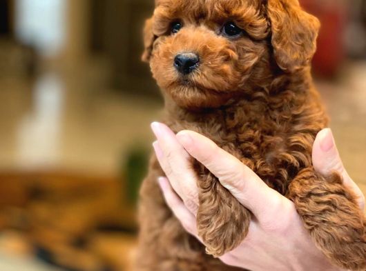 Oyuncak Ayıcık Görünümlü Red Poodle Yavrularımız görsel