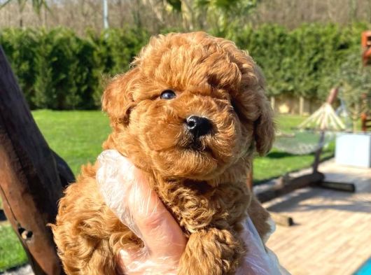 Kalitenin Adresinden Üst Kalite Poodle Yavruları görsel