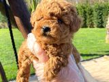 Kalitenin Adresinden Üst Kalite Poodle Yavruları