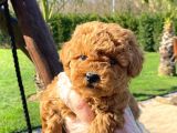 Kalitenin Adresinden Üst Kalite Poodle Yavruları