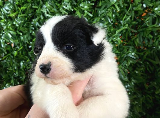 Burkemden Özel Yavrular Border Collie görsel