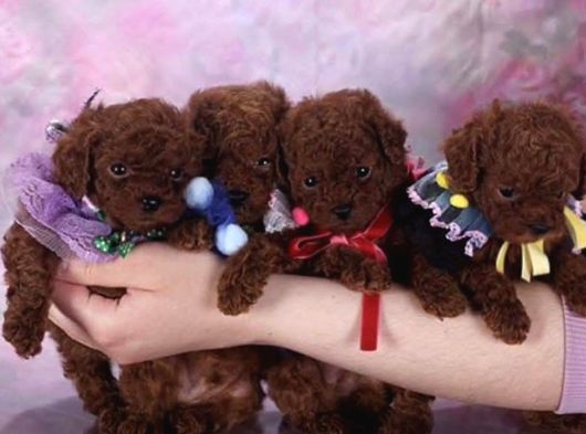 Kore Toy Poodle Yavrularimiz