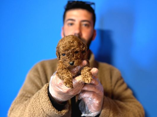 Gerçek Toy Poddle Yavrular görsel