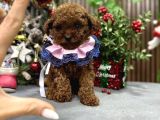 ORJİNAL TOY POODLE YAVRULARIM