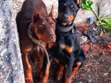 Şampiyon soydan doberman yavrular