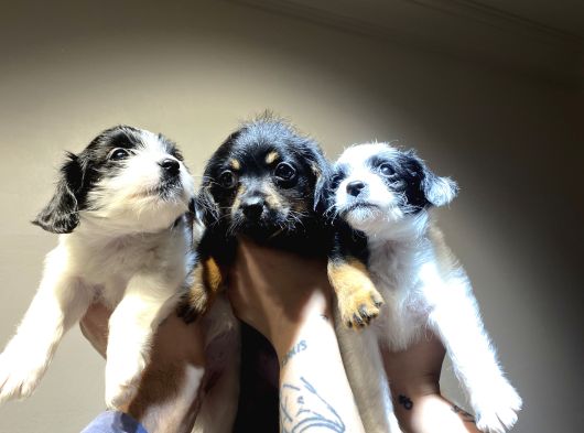 3 Doxipo Kardeş İlanda