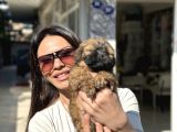 Di̇şi̇ Uygun Malti̇poo Aşili Karneli̇