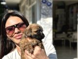 Di̇şi̇ Uygun Malti̇poo Aşili Karneli̇