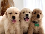 İrk ve sağlık garantili Safkan babyface golden retriever