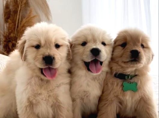 İrk ve sağlık garantili Safkan babyface golden retriever